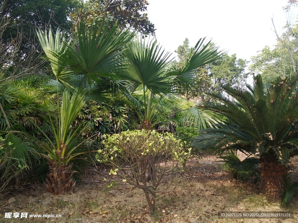 热带植物景观