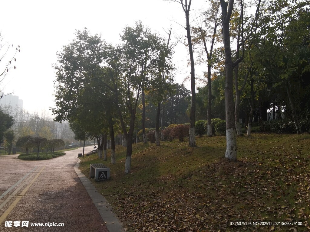 秋日林间小路静谧景致