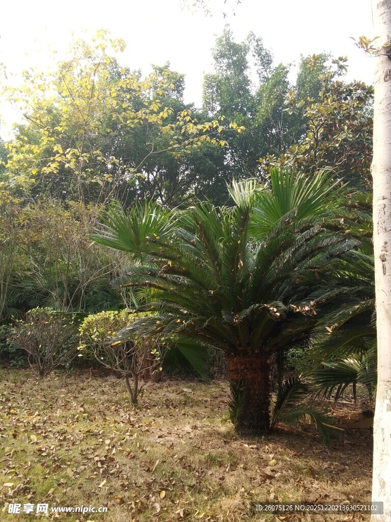 户外葱郁苏铁植物景观