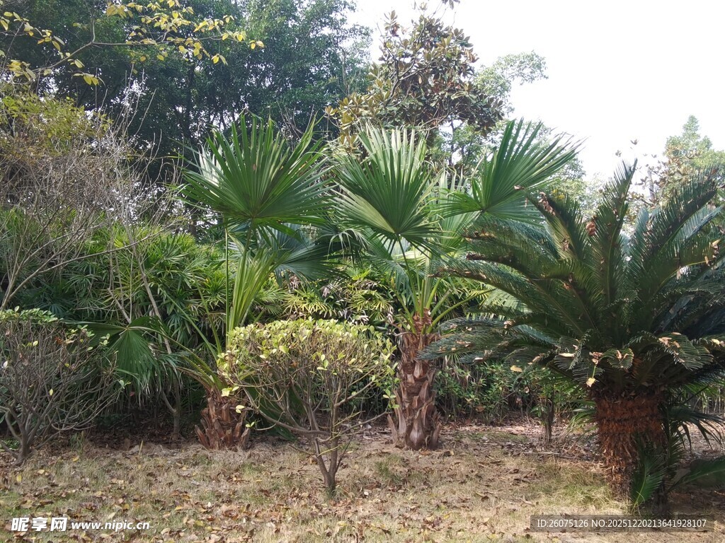 多样热带植物景观