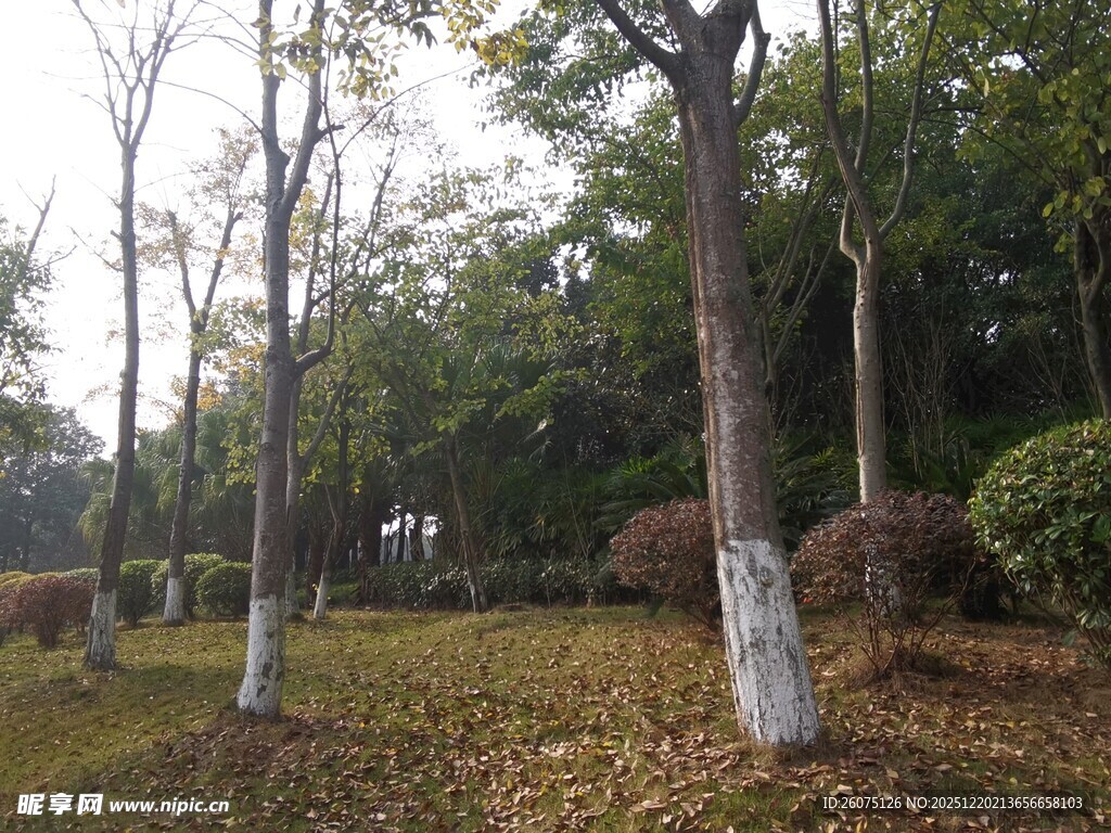 秋日林间落叶景致