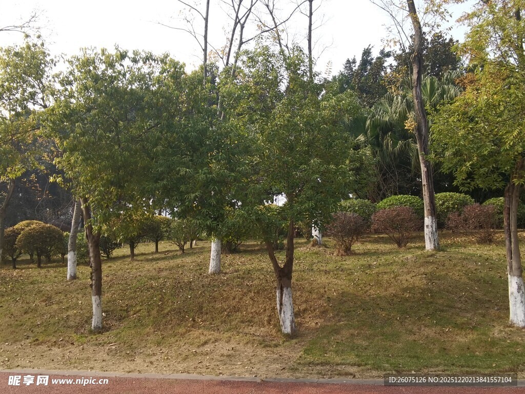 公园中排列整齐的绿树