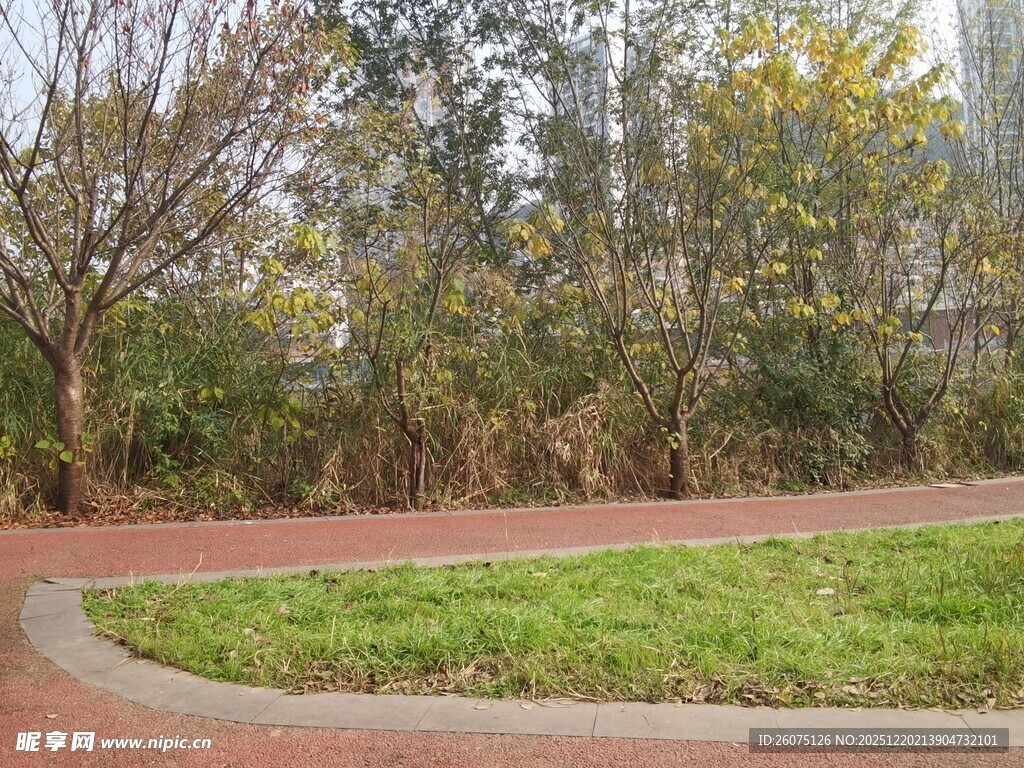 城市公园中的绿地与步道