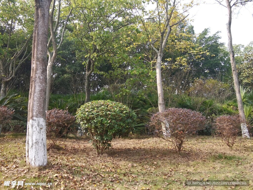 林间灌木丛景观