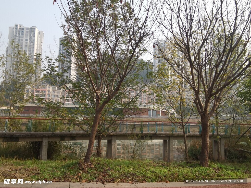 城市河畔树木景观