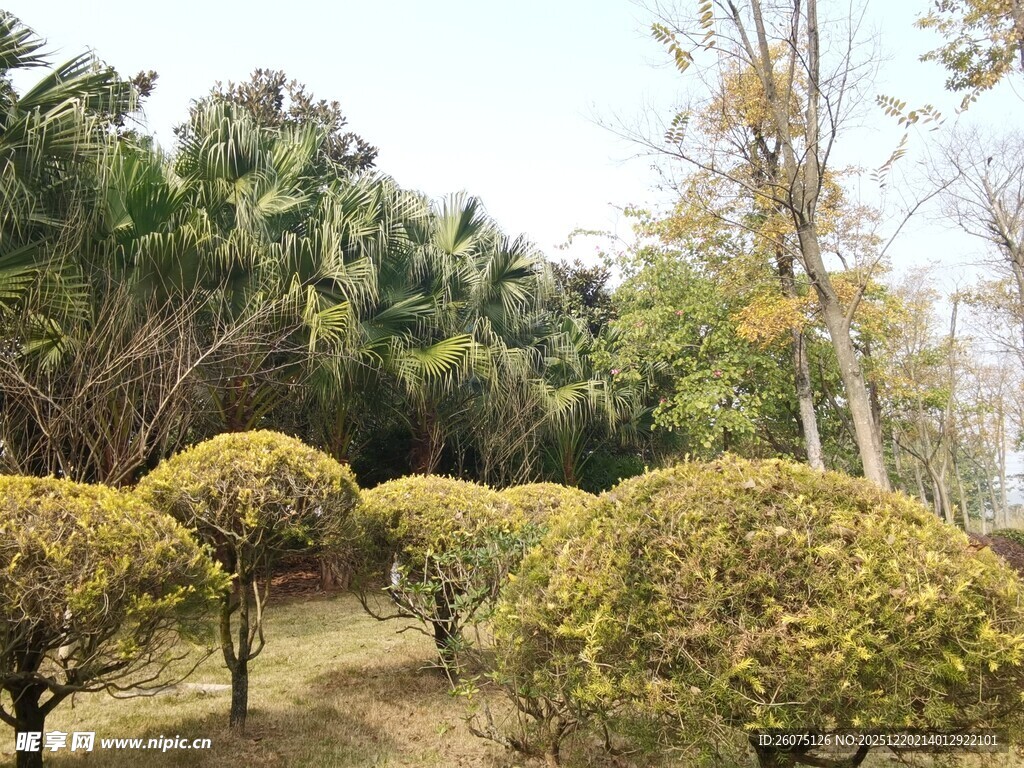 园林修剪整齐的灌木景观