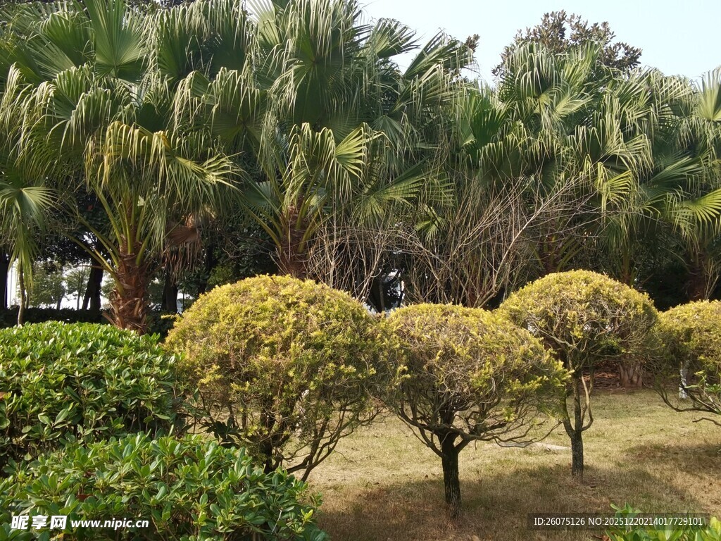 园林景观中的绿植造型