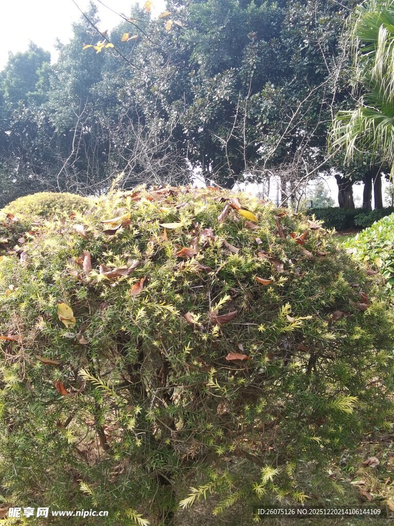 园林中的修剪整齐灌木