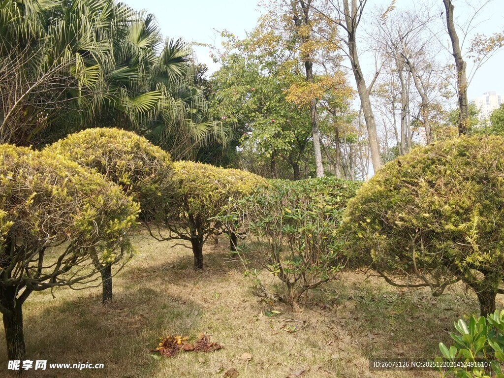 园林灌木丛景观