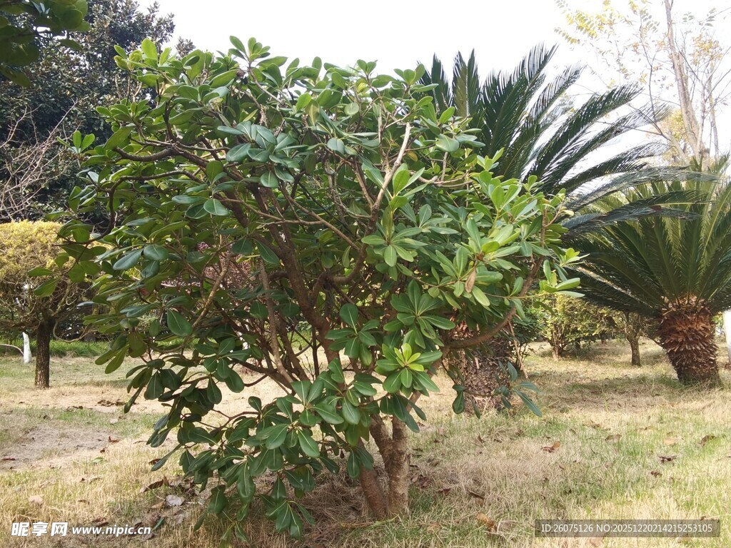 园林中的繁茂绿植