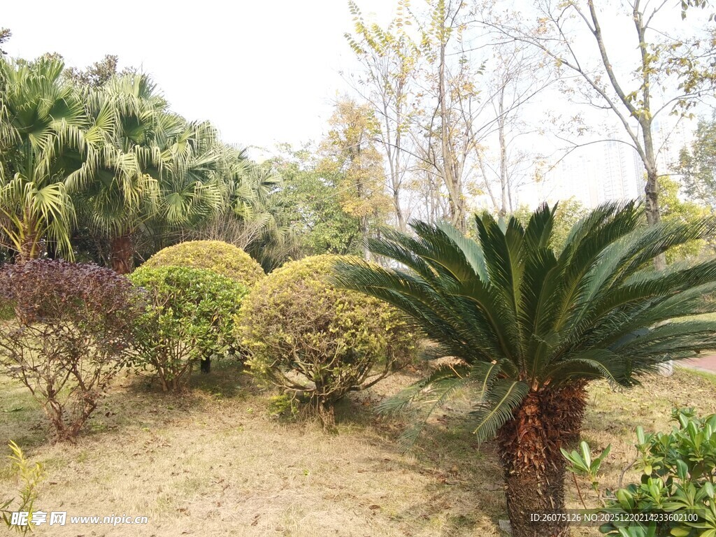 园林景观中的多样绿植