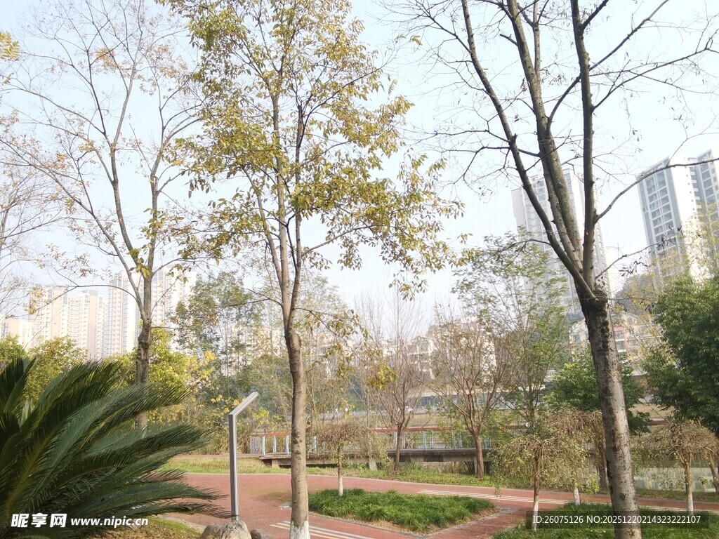 城市公园中的树木与步道