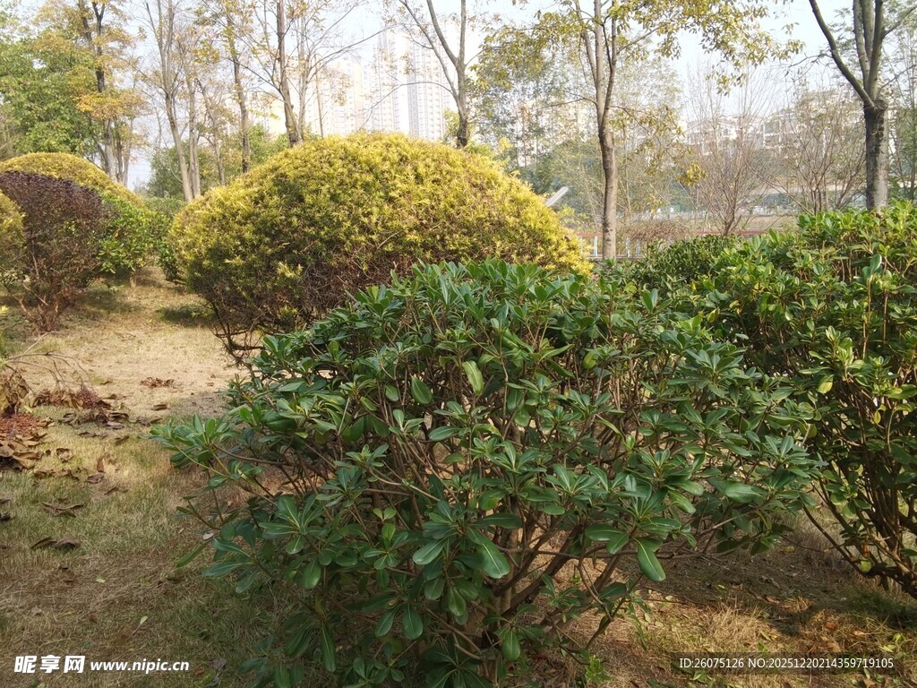 园林灌木丛景观