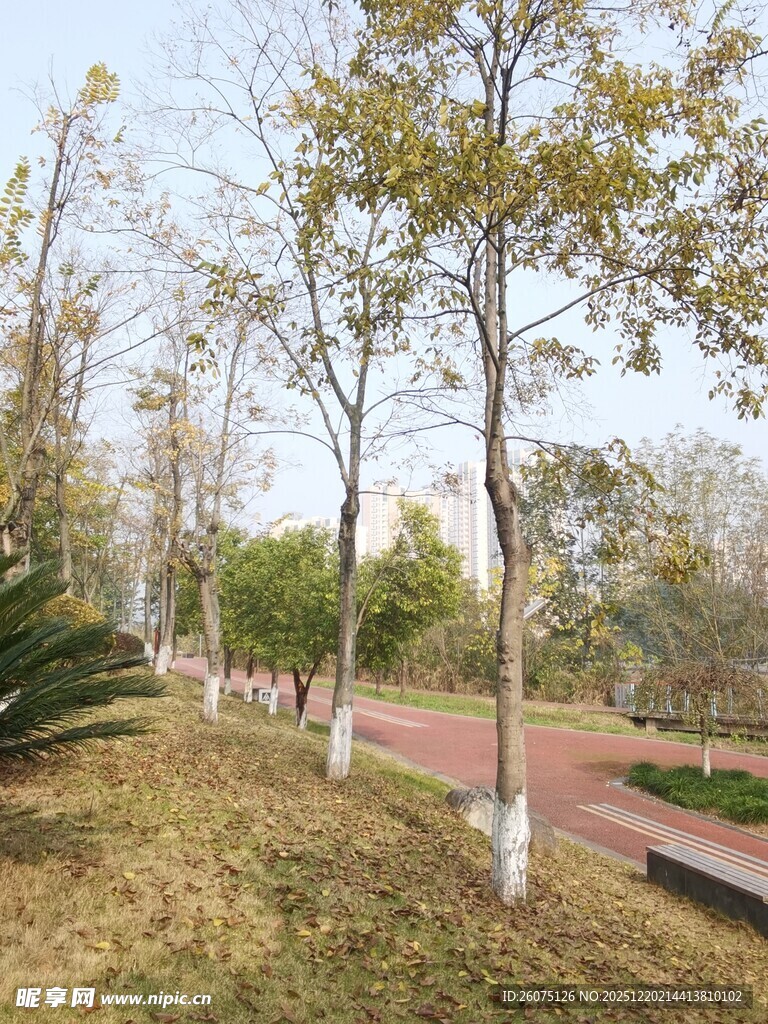 秋日公园林间小道景色