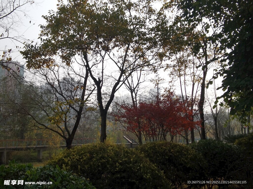 秋日雾中树林景致