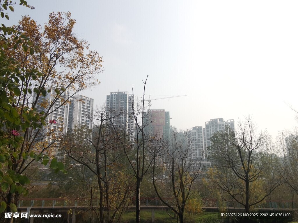 城市远景中的树木与高楼