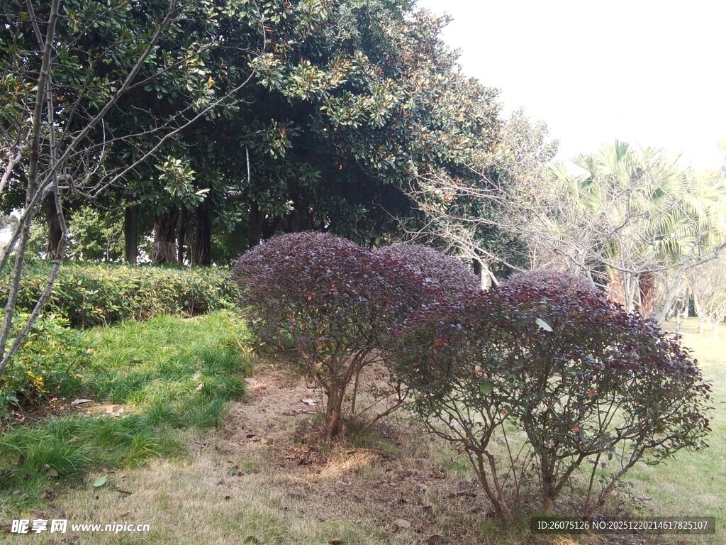 园林中的紫色灌木景观