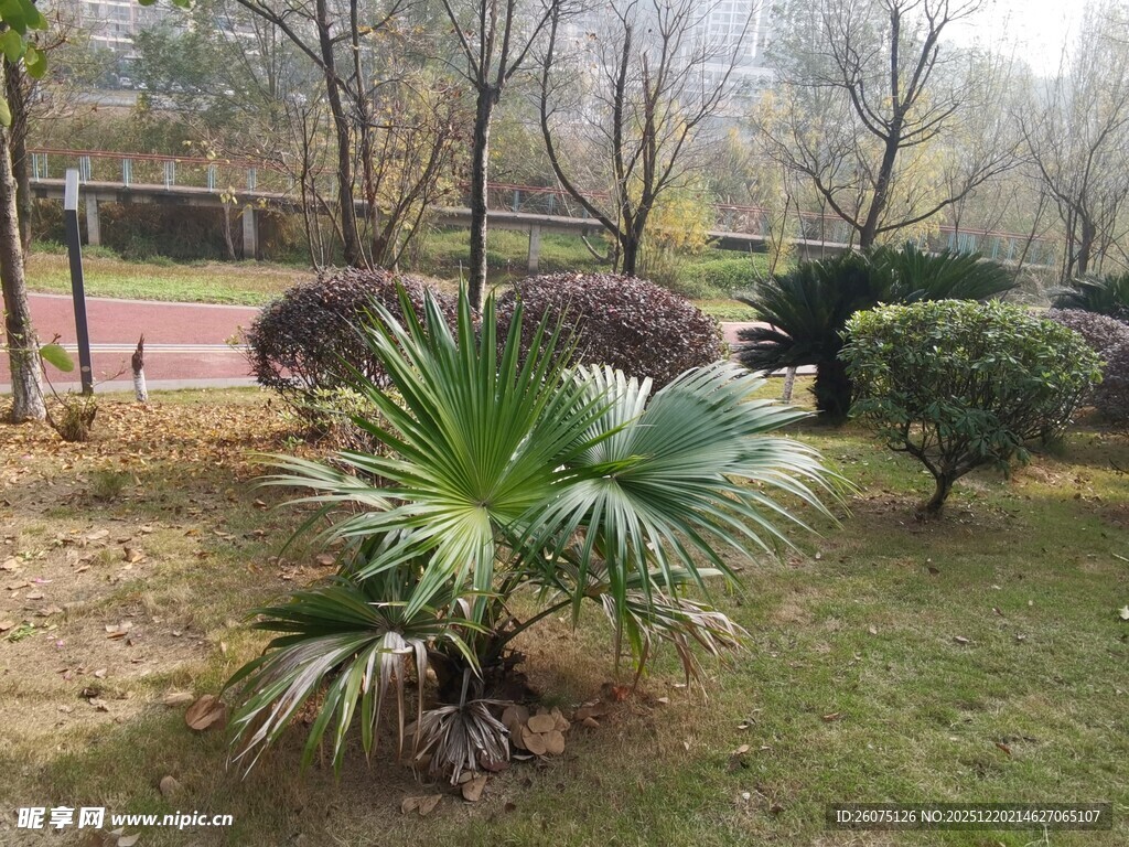 庭院中的翠绿棕榈植物