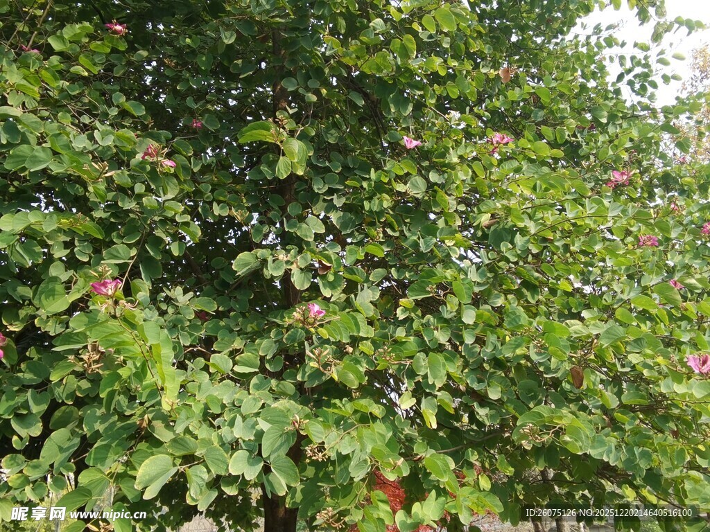 繁茂绿叶间的红色果实