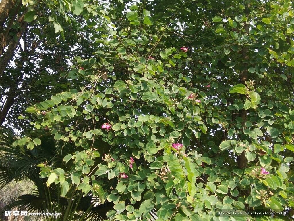 繁茂绿叶展现自然生机