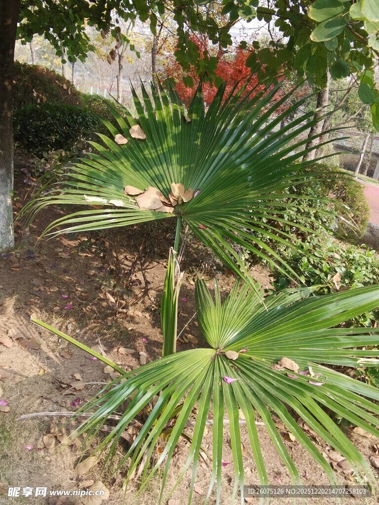 户外生长的翠绿棕榈植物