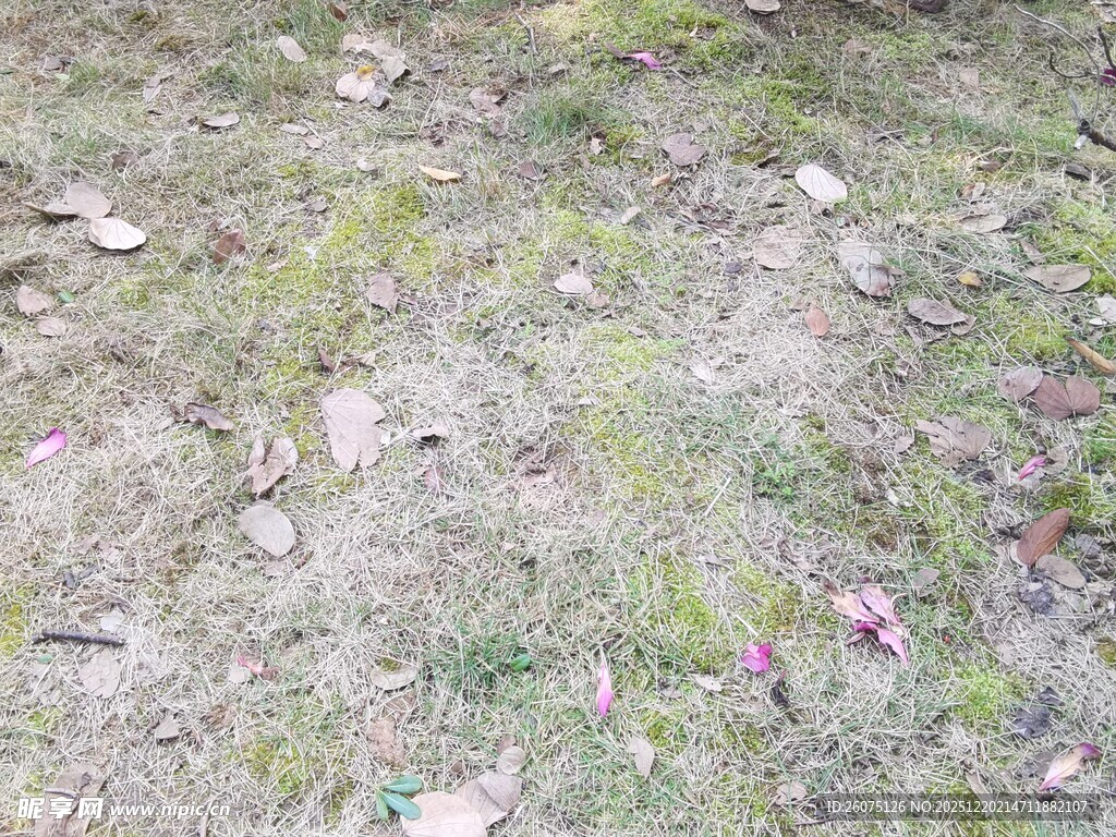 地面散落枯叶与花瓣