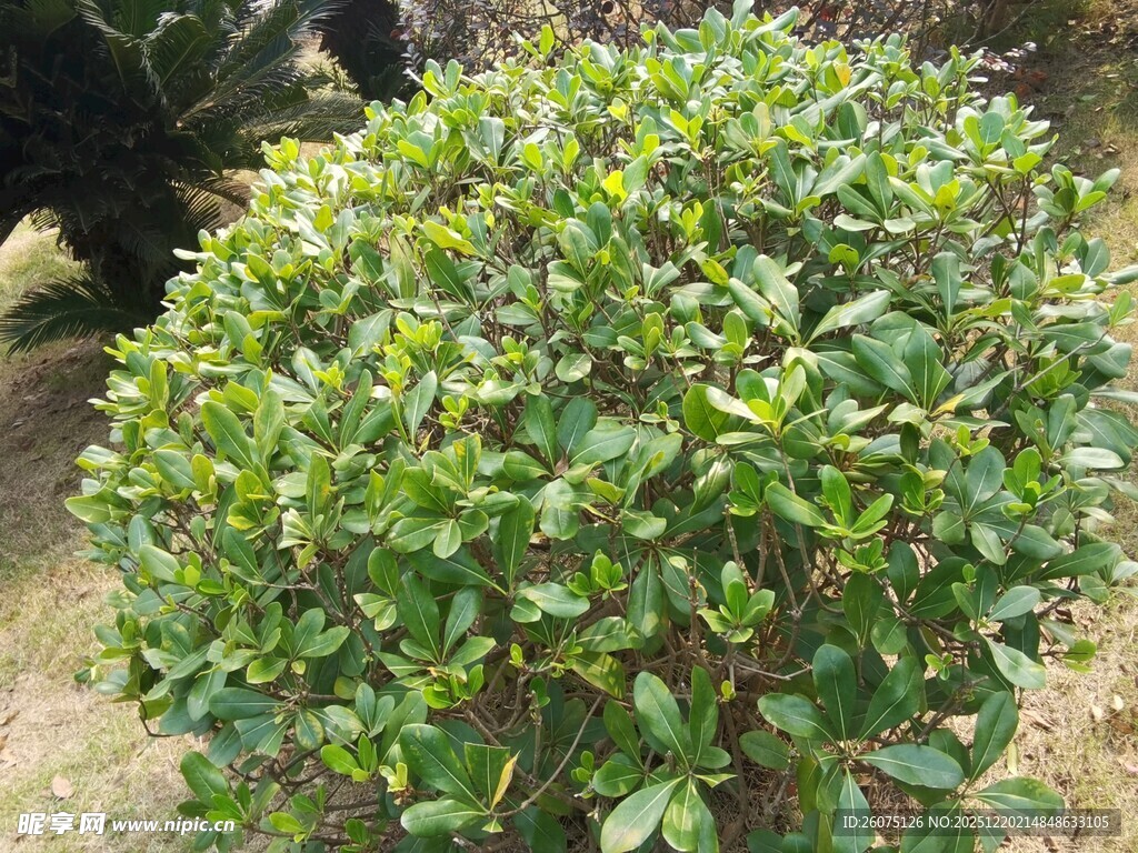 球形绿植灌木特写