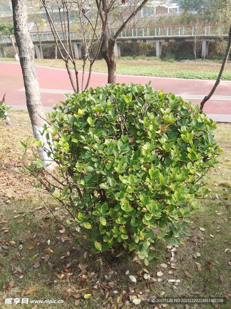 圆形绿植灌木景观