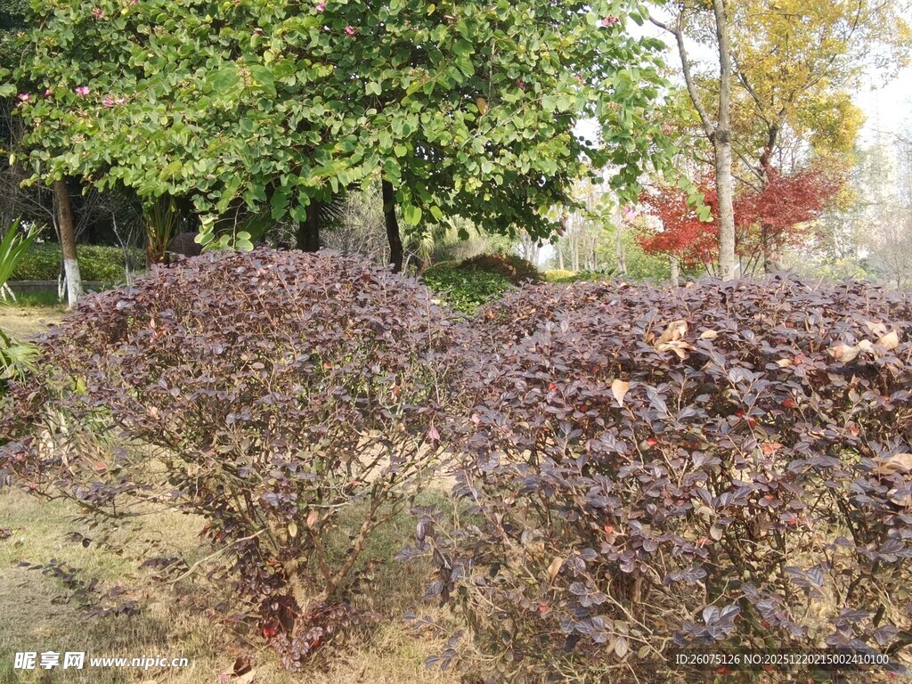 秋日园林中的多彩灌木丛