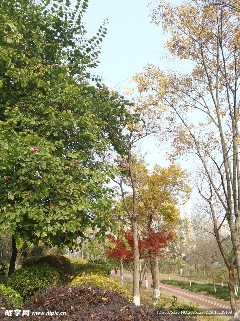 秋日林间小道美景