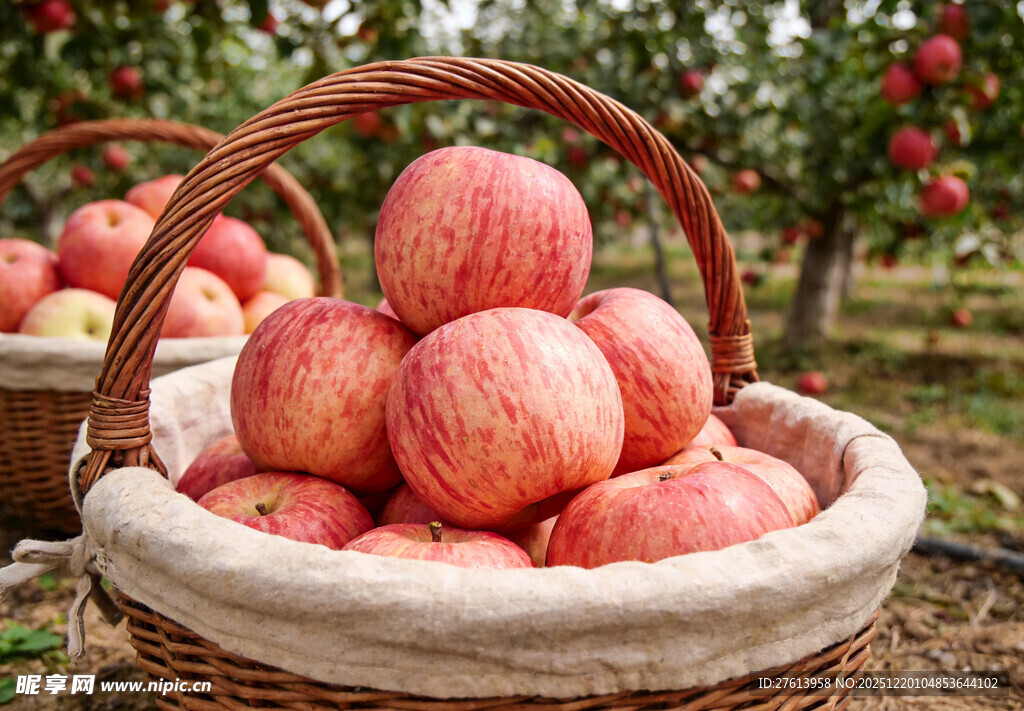 果园中装满红苹果的篮子