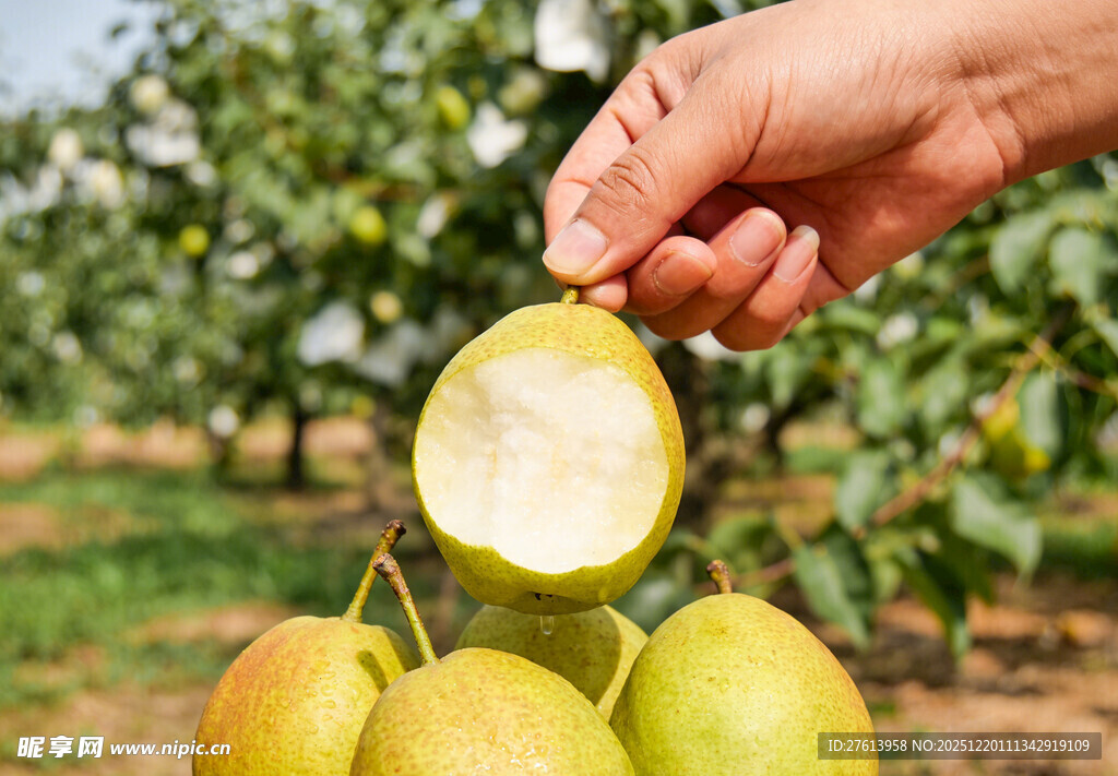 手拿咬过的库尔勒香梨