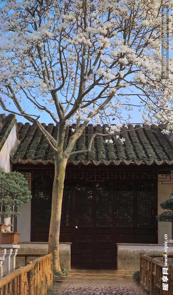 古宅旁绽放的烂漫春花