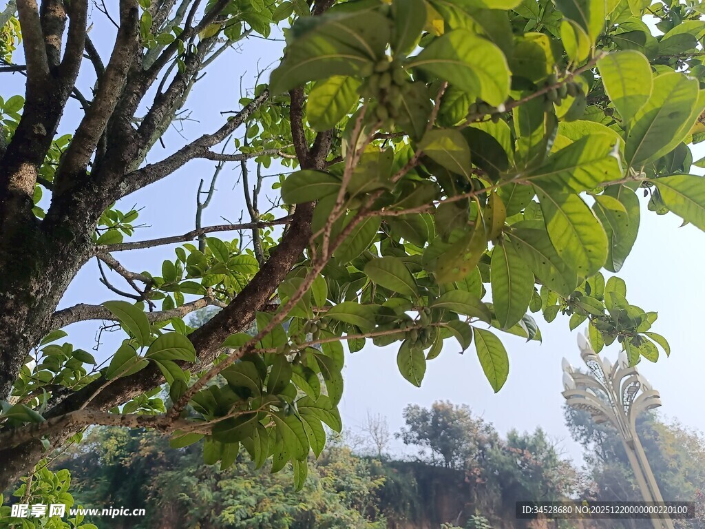 绿叶繁茂的树木景致