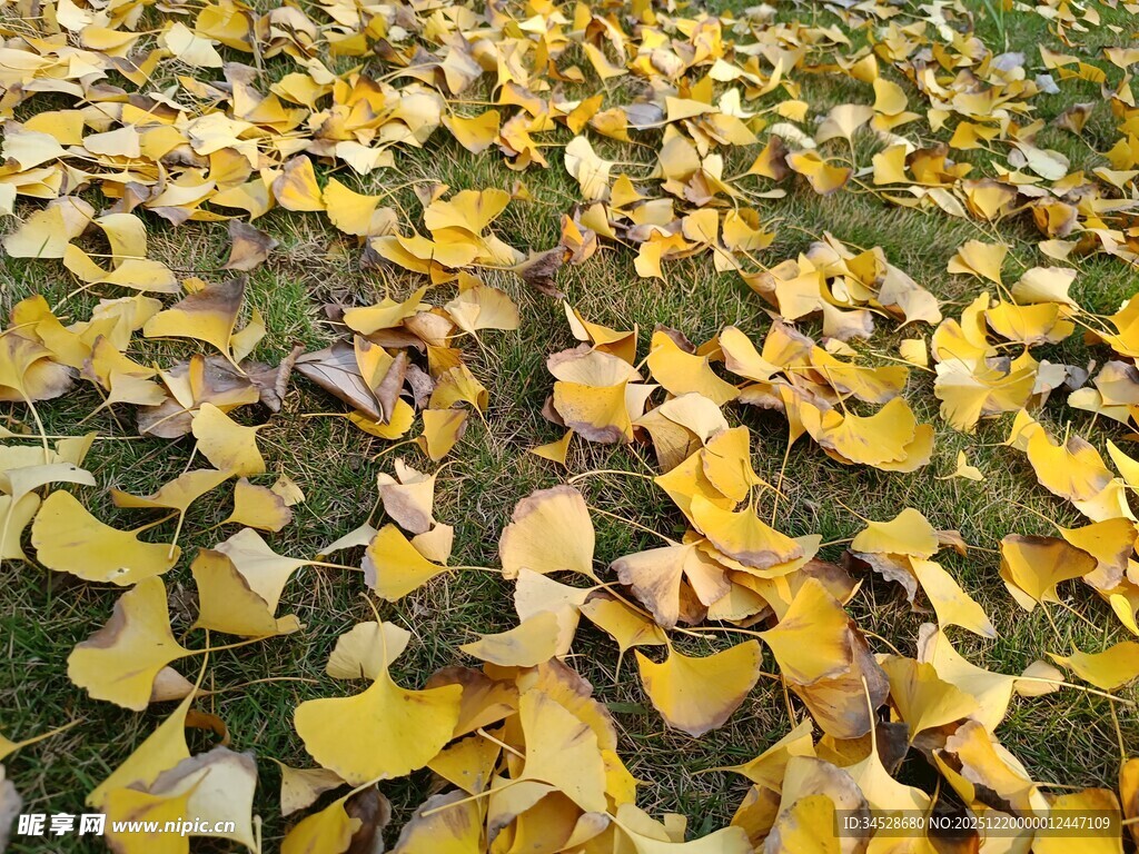 满地银杏黄叶秋景图