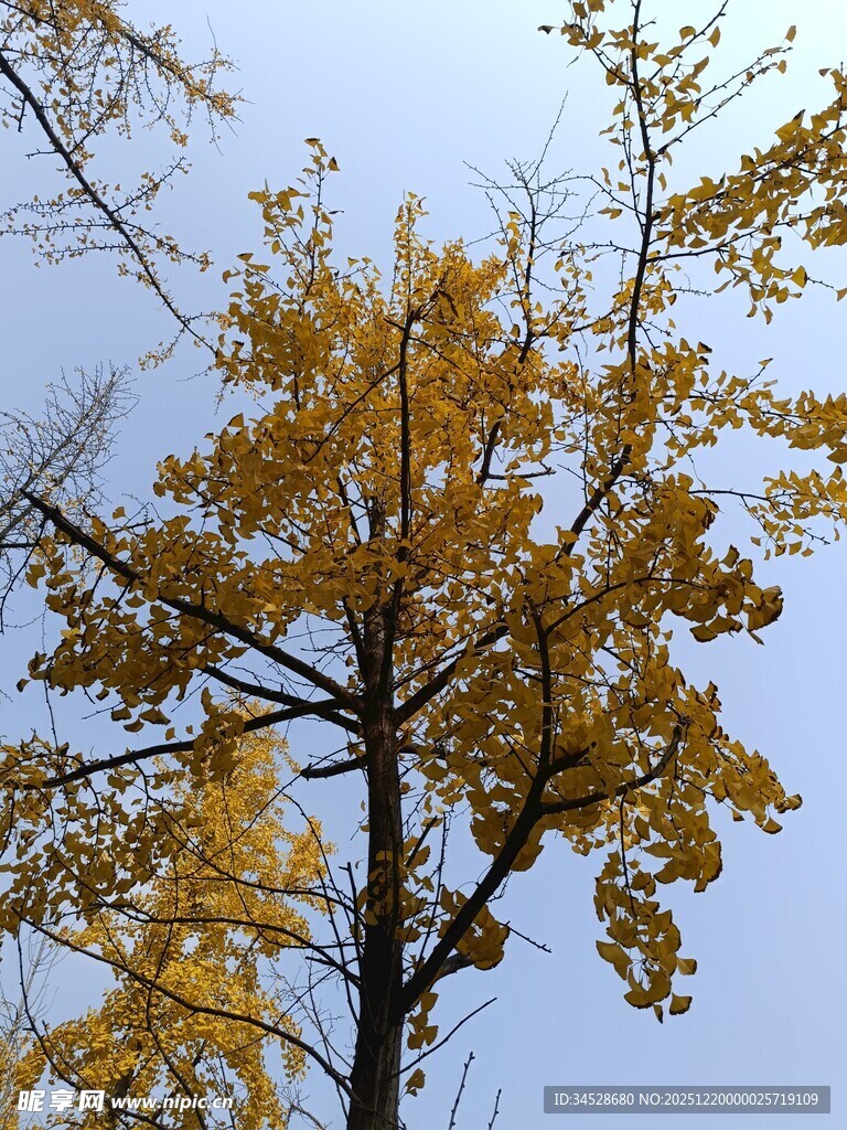 秋日银杏树枝叶金黄