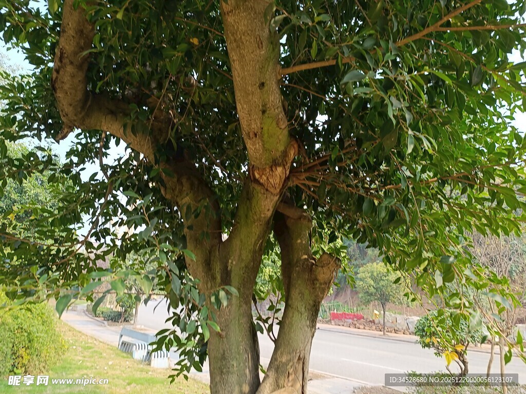 路边繁茂大树