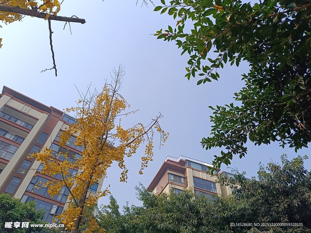秋日楼宇旁的金黄树木