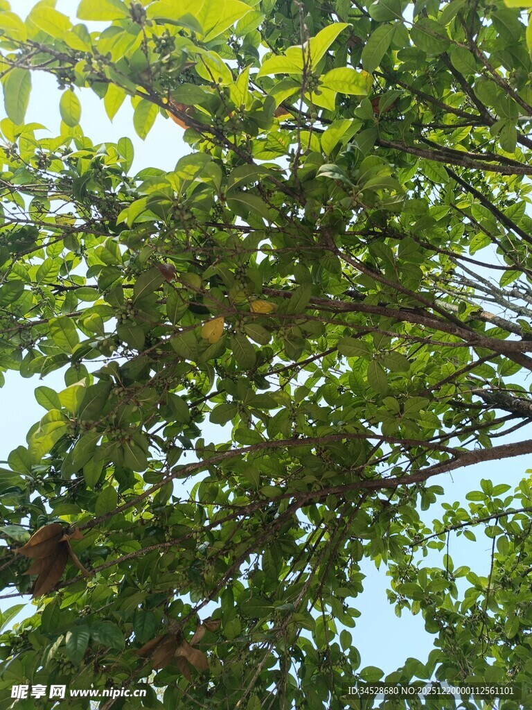 繁茂绿树间的生机景象