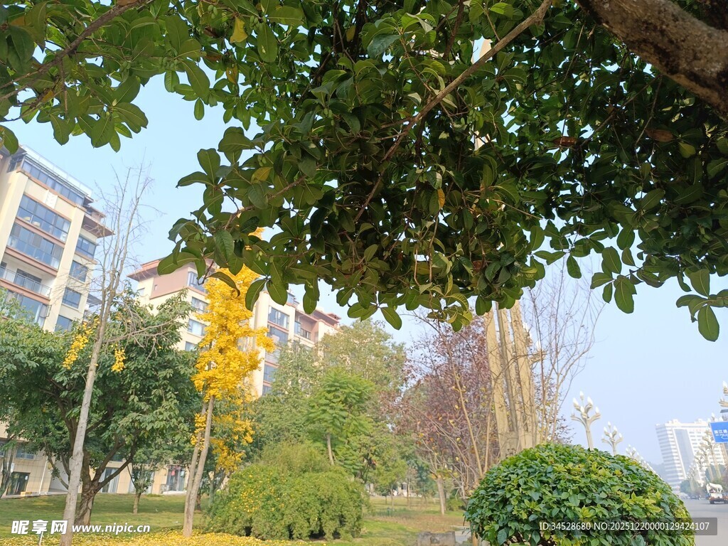 城市公园中的绿树景致