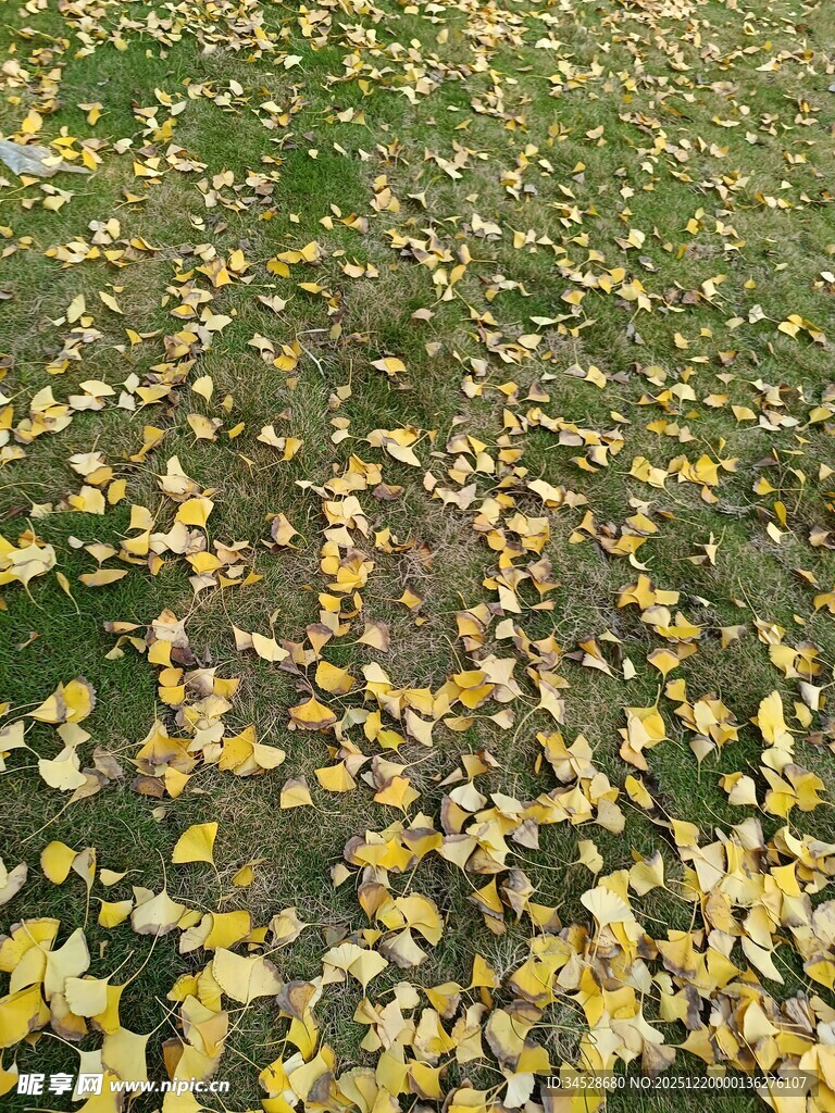 秋日落叶铺就的美丽小径