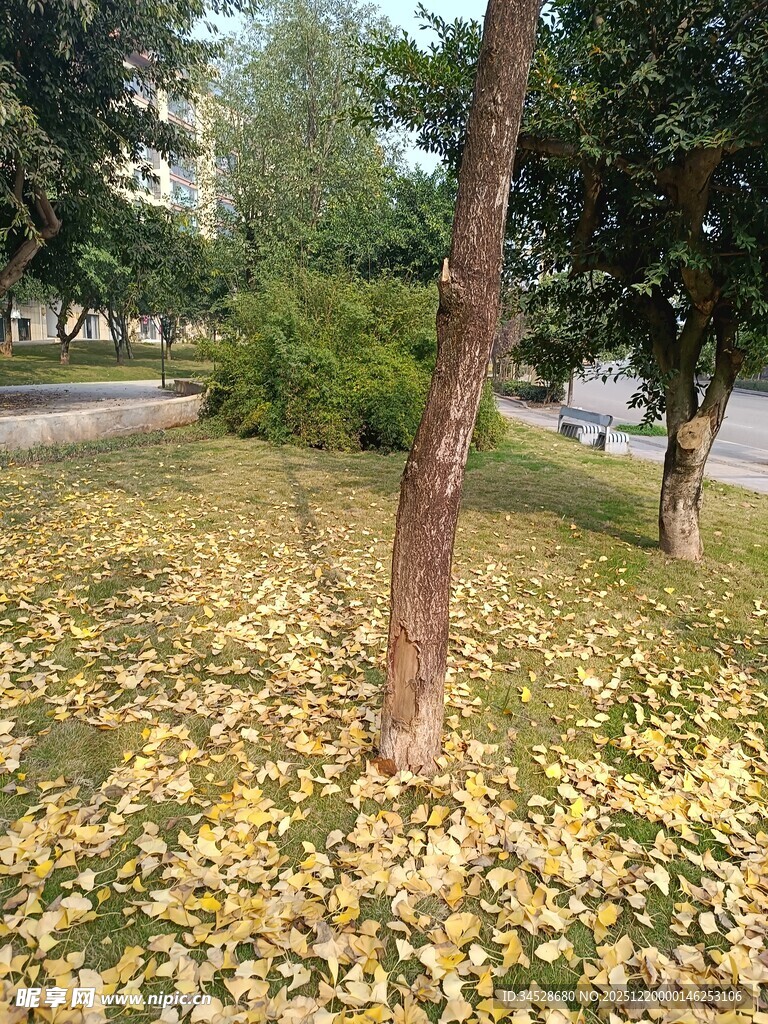 秋日树下落叶景致