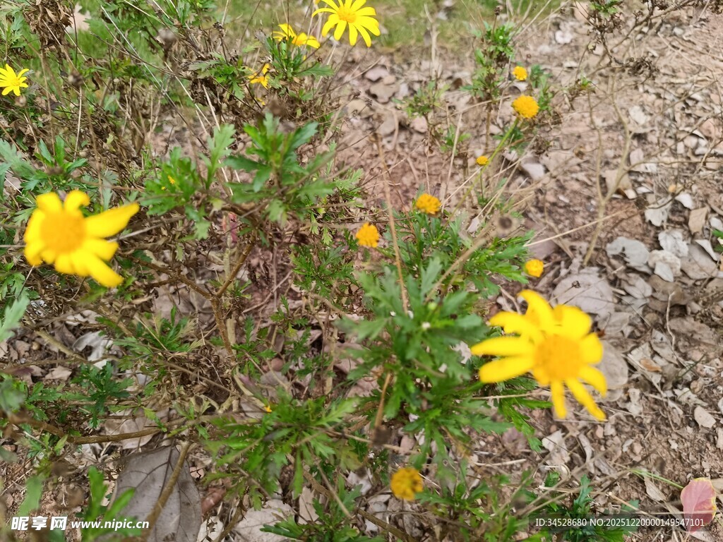 地上绽放的黄色小花