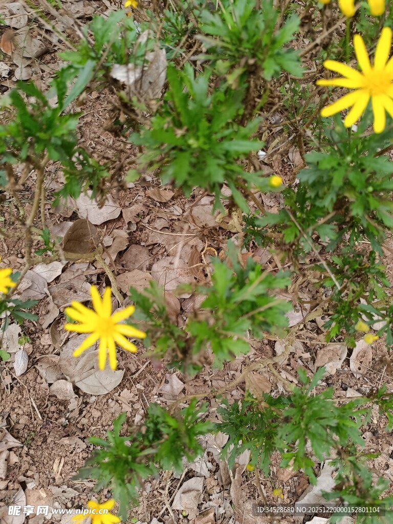 地面上的黄色小花