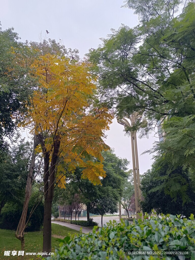 公园中黄叶绿树相映成趣