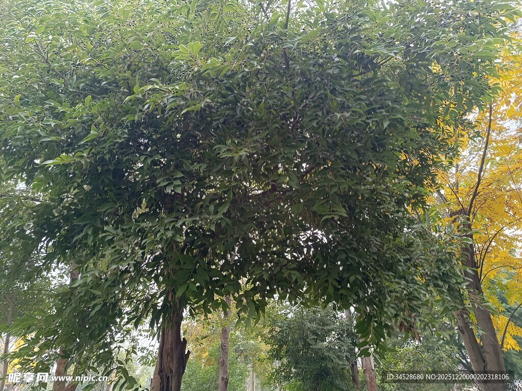 秋日葱郁树木景观