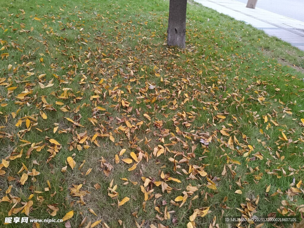 树下落叶铺就秋日美景