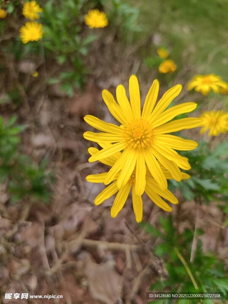 绽放的黄色小菊花