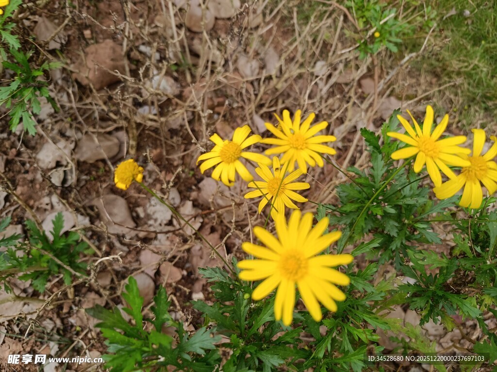 地上绽放的黄色小花