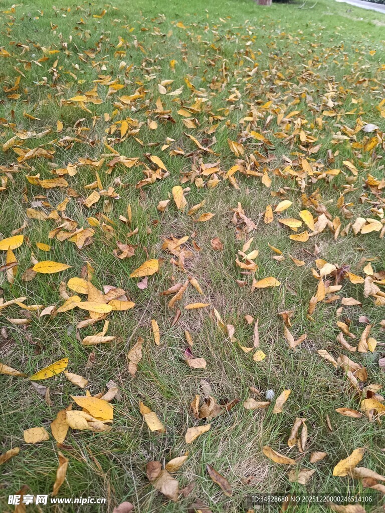 秋日草地落叶美景